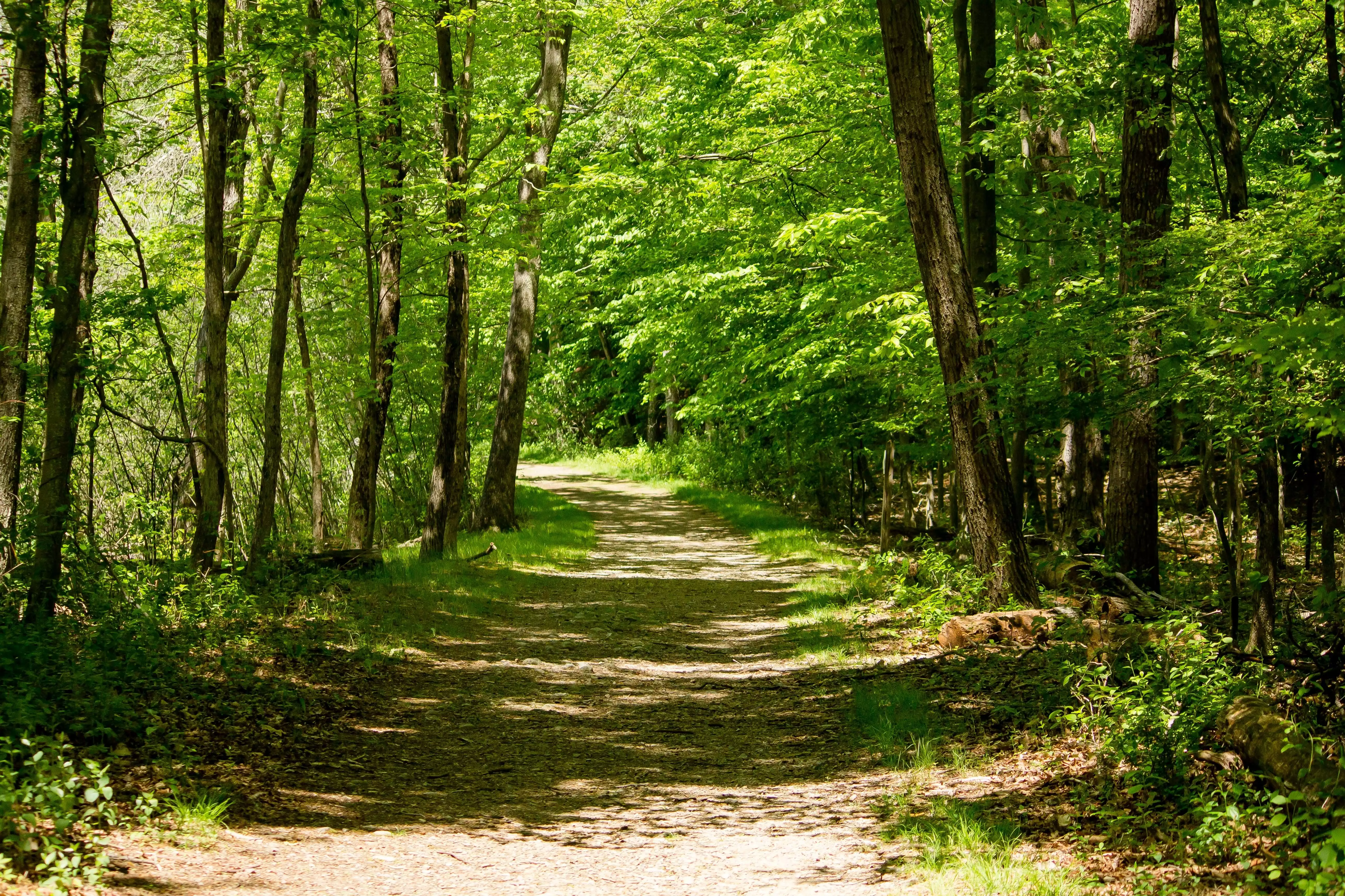 Forêt nature chemin du bonheur